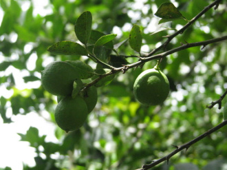 02 Citron Vert